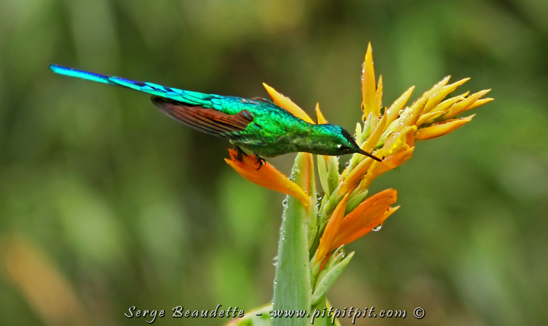 ...Et son semblable, de l'est de la cordillère: le Colibri à queue... d'azure! Quelle beauté!