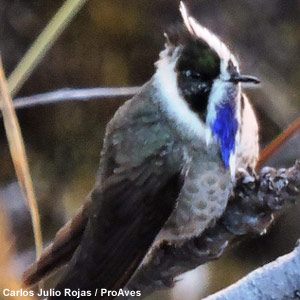 La première photo du Colibri à barbe bleue prise en mars 2015. Photographie : Carlos Julio Rojas / ProAves