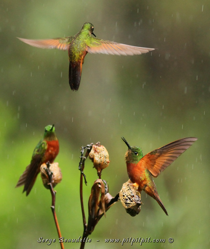Des colibris partout, en interactions... même sous la pluie alors que nous, nous sommes à l'abri!