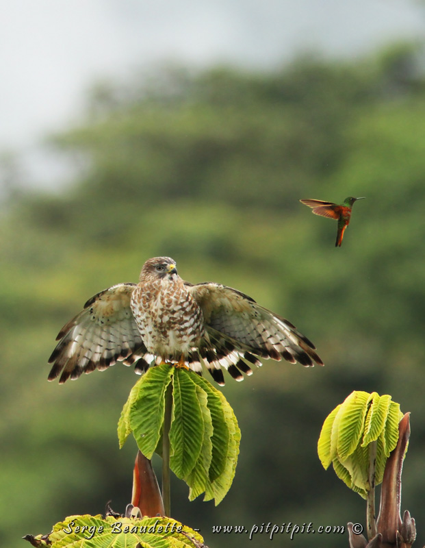 Et cette scène fantastique où David rencontre Goliath! Colibri de Matthews qui houspille une Petite Buse, à hauteur d'yeux! WOW!!!