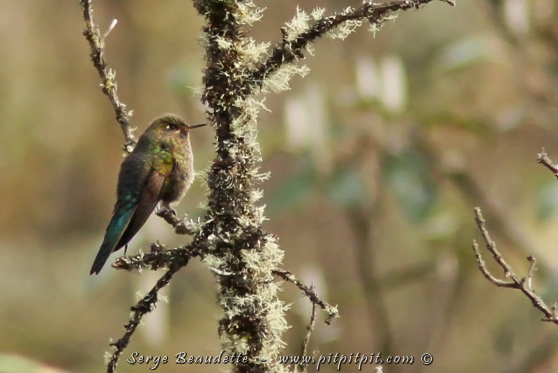 ...Mais nous avons 2 objectifs ornithologiques vraiment spéciaux en venant ici... Nous venons tenter de trouver (et c'est réussit (1/2)!) Le Métallure de Stanley! Un tout petit colibri, spécialiste de ces habitats inhospitaliers, et qui a la particularité de s'alimenter........ AU SOL!!!! Quel oiseau courageux de vivre ici, peu importe ce que la météo lui propose!!!