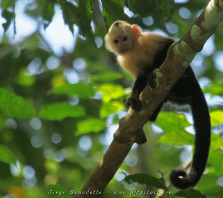 Capucin à face blanche
