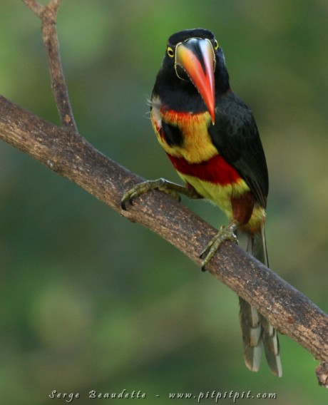 Araçari de Frantzius