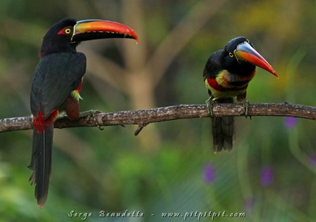 Araçari de Frantzius