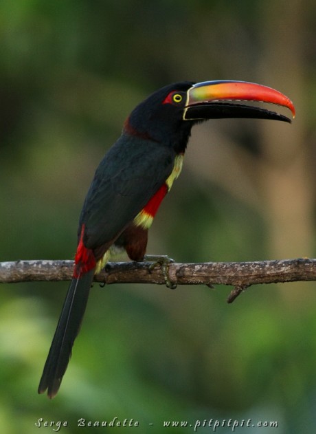 Araçari de Frantzius