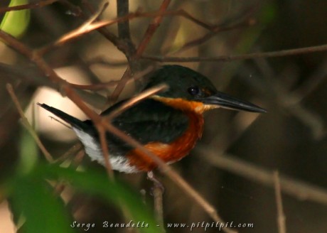 Martin-pêcheur nain