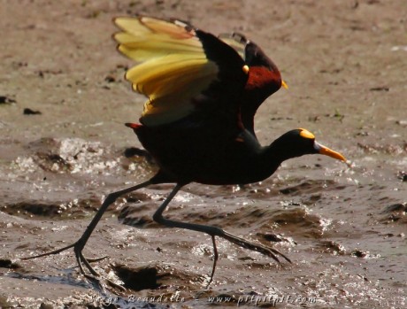 Jacana du Mexique