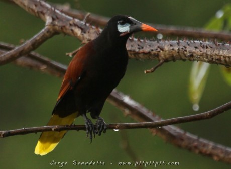 Cassique de Montezuma