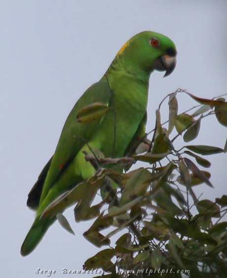 Amazone à nuque d'or