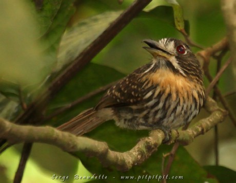 Tamatia de Lafresnay