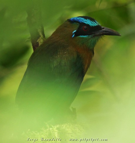Motmot houtouc