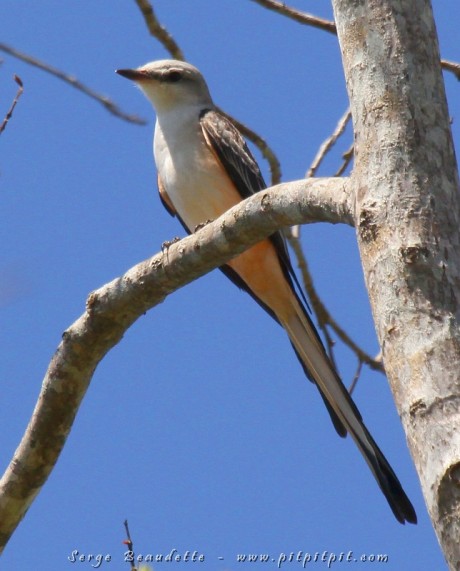 Tyran à longue queue