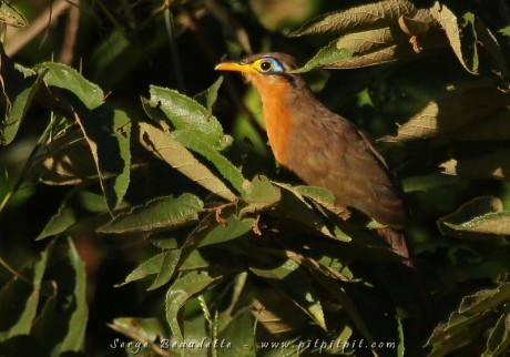 Géocoucou de Lesson