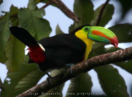 Toucan carène