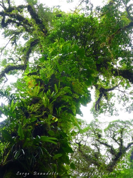 Végétation luxuriante