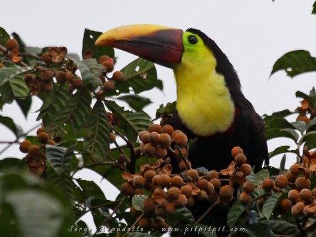 Toucan tocard