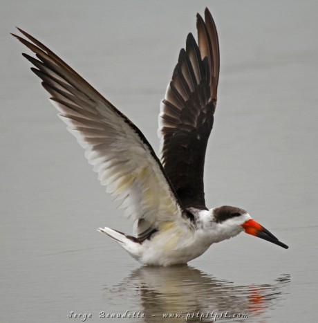 En plus de la Pie-grièche migratrice, du Bécasseau maubèches et du Pluvier siffleur, 3 espèces extrêmement rares et menacées au Québec et que nous avons pu voir aujourd'hui, le Bec-en-ciseaux, étrange, davantage exotique que menacé, a été une vedette de la journée! Vu à moins de 3 mètres!!!