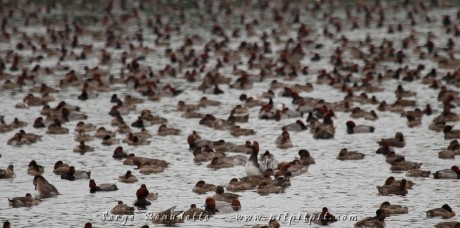 ...Des oiseaux en nombre presque astronomique! Jamais je n'ai vu autant de Fuligules à tête rouge au même endroit! De leurs quelques MILLIERS, ils remplissaient littéralement un très petit étang!