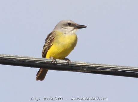 Ça commence très fort! Avant même d'entrer dans le parc des Everglades, un court arrêt nous a permis de voir, grâce à la vigilence de membres du groupe, sans doute l'oiseau le plus inusité de tout notre circuit: le Tyran mélancolique qui est extrêmement rare en Floride!!! Quelle chance!