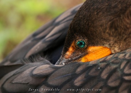 C'est juste de près comme ça qu'on peut s'émerveiller devant le joyau précieux, turquoise, de l'oeil du Cormoran à aigrettes!!! À moins d'un mètre de nous... en totale liberté! Faut le voir pour le croire!
