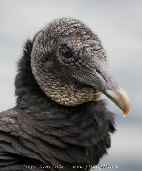 Nous v'la rendu dans les Everglades, accueillis par les Urubus noir jusque sur les autos! Ils mangent le caoutchou et les essuis-glaces! Les oiseaux sont tous TRÈS proches!!!! On aurait presque pu toucher à une quinzaine d'espèces! Les gens du voyage n'en revenaient tout simplement pas!!!