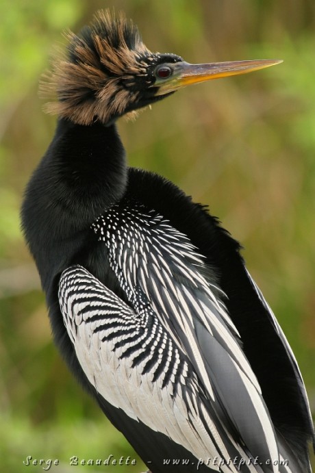 Cet individu, un mâle en devenir (plumes brunes qui semblent vouloir s'accrocher désespérément à lui, vestige de sa jeunesse... m'a fait craquer par son beau petit look amusant!