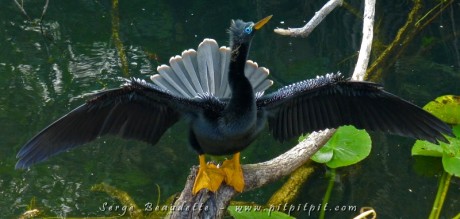 À la manière des Cormorans qui n'ont pas de glande produisant l'huile qui imperméabilise le plumage, l'Anhinga a aussi l'habitude de se faire sécher les ailes et sa belle grande queue! Quelle élégance!!!