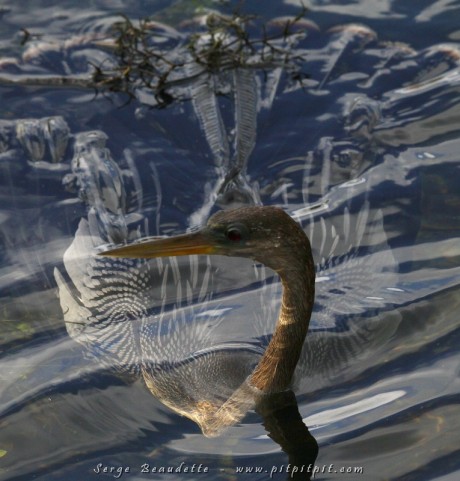 Appelé "snake bird" à cause de sa façon de se déplacer, le corps dans l'eau et le cou sorti comme un périscope, j'ai choisi de vous présenter l'Anhinga sous toutes ses coutures!!! Ça été le cas de plusieurs autres espèces aussi... mais j'ai penché pour vous montrer celui-là!