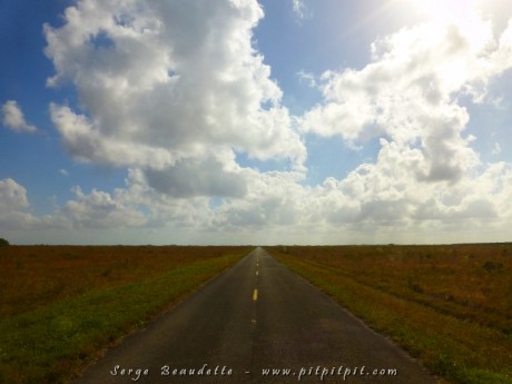 Sans doute mon endroit préféré de la Floride... Les Everglades!  Une végétation qui flotte sur une rivière à peine souterraine qui fait la largeur de la Floride et tout le sud! Inhabitée! Imaginez! Nous y voyons (en cherchant vraiment bien!) l'Élanion à queue blanche dont peu de gens qui visitent la Floride peuvent se vanter d'avoir vu!!! Un oiseau de proie blanc et noir avec un oeil rouge! Quel oiseau extraordinaire!