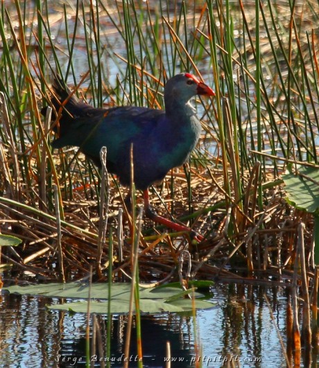 Encore une journée qui commence fort: ,a première "primecoche" (preière observation à vie d'un oiseau) du voyage avec la Talève sultane!!!! ...Introduite accidentellement il y a 10 ans, elle se répand dans les marais de l'ouest de Miami! Encore très localisée, peut être que dans 100 ans, comme c'est arrivé avec l'Étourneau de la même manière, nous pourrons dire avoir vu le berceau de cette nouvelle espèce américaine?! Quoi que dans 100 ans, on risque de ne plus dire grand chose...