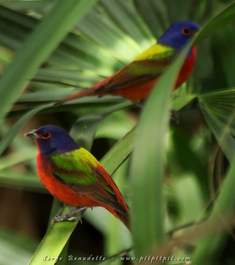 À notre arrivée sur notre 2e site, pas un... mais 2 Passerins nonpareils mâles et une femelle nous attendaient!!! C'est un oiseau qui ne fait pas mal aux yeux à regarder!!!