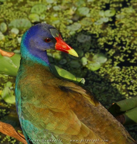 La Talève violacée ne pouvait pas être plus proche!!! Quelles couleurs spectaculaires!!!