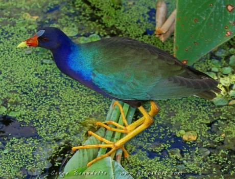 ...Et que dire de la si colorée et élégante Talève violacée, la cousine légitime de la grosse Talève sultane vue précédemment... qui a fait tout un spectacle, À NOS PIEDS!!!! ...Comme beaucoup d'oiseaux d'ailleurs aujourd'hui...!
