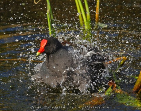 De la même famille, la Gallinule poule-d'eau (autant que la Foulque d'Amérique) s'est laissée admiré et contemplée sur tous les bords, tous les côtés!!! ...Comme celle-ci qui se faisait une beauté devant nos yeux émerveillés...