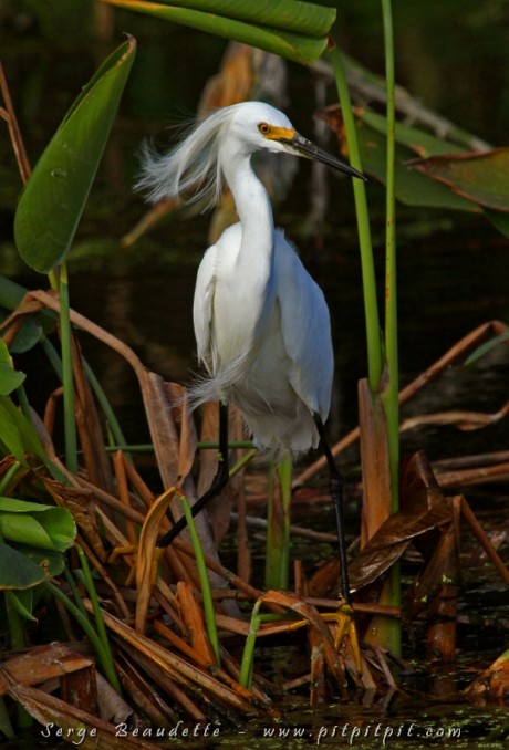 De 200 Aigrettes neigeuses vues dans le voyage à date, c'était sans doute la plus extravertie... avec sa belle chevelure et sa pose élégante...!