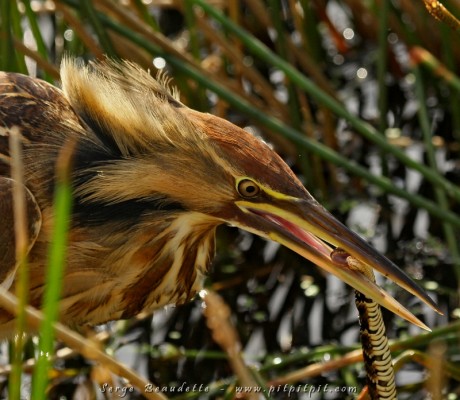 (suite) Bien que nous remettions déjà le départ depuis un bon moment, nous nous serions mordu les doigts de passer à côté de cette observation hors du commun: le Butor d'Amérique avait attrapé une couleuvre qui s'était accrochée autour de joncs très serrée juste avant de rendre l'âme... Il tirait de toutes ses forces jusqu'à réussir à le déprendre enfin... (à suivre)