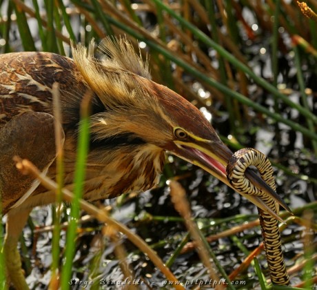 (suite 2) Le Butor d'Amérique mâchouillait sa couleur sur tout son long, aller-retour, plusieurs fois, pour l'attendrir... Avant de l'avaler comme un spaghetti! ...Le tout a été filmé!!! Il s'est ébouriffé avant de se remettre en chasse! Quelle fin sur ce site si productif en belles images!!!