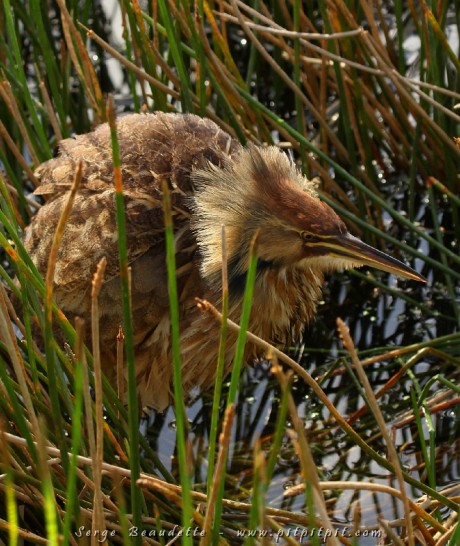 Sans aucun doute, une de mes observations les plus inusités de ma vie... Nous étions prêts à partir quand un participant nous appel sur le walki-talki nous disant observer le si discret Butor d'Amérique à 3m de la passerelle... (à suivre...)