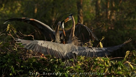 Le mâle Grand Héron apporte une branche fraîchement "cassée" à sa douce pour la fabrication du nid! Elle était dans l'attente de son retour, l'accueil à bas ouvert en lui offrant le meilleur d'elle-même... ce qu'il lui rend lui aussi, faisant la révérence, s’escrimant tous les deux de leurs becs, comme un baiser de retrouvailles... Comme la nature est inspirante!