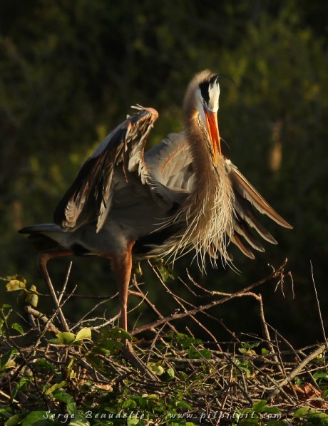 Les interactions de Grands Hérons, quand ils sont au nid, sont tellement ritualisées, protocolaires, galantes!!! Ça fait rêver!