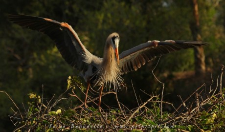 Un membre du couple de Grand Héron défend son nid de toutes ses forces... de toutes ses ailes... contre un intrus qui a tenté de s'introduire en douce...