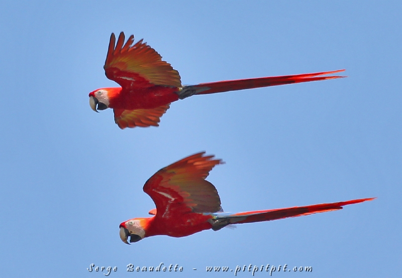 L'oiseau de la journée: le Ara rouge!!! Flamboyant, bruyant, en couple unis pour la vie... petit clin d'oeil pour la St-Valentin... Pour les amoureux des oiseaux, de la nature, de la vie et des vivants!!! 