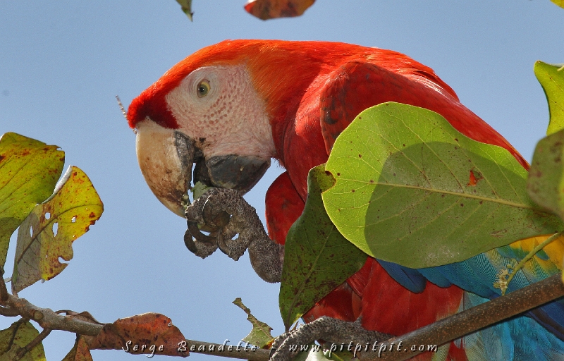 Ce matin, nous quittons le secteur des magnifiques Ara rouges... Ils venaient manger dans les arbres à fruits juste à côté de notre terrasse! 