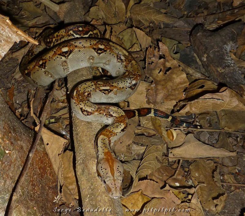 Tout juste après le coucher du soleil, moi qui cherche les serpents bien souvent et que j'en trouve presque jamais (5 en 4 mois dans la nature Costaricienne!), j'ai trouvé ce magnifique Boa constrictor!!! Totalement inoffensif!