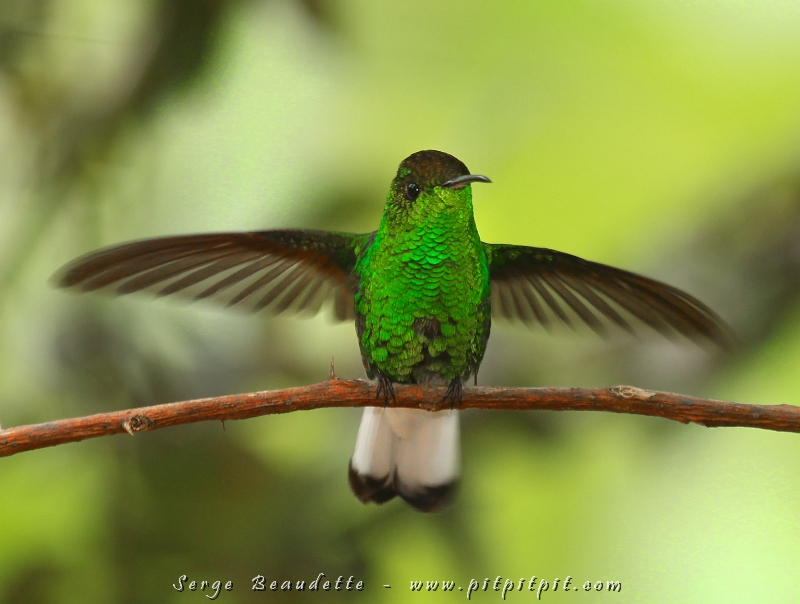 On dirait que ce petit Colibri à tête cuivrée est fier d’être un endémique du Costa Rica!
