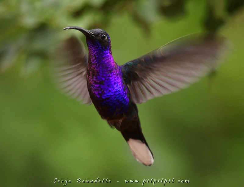 Chaque fois, je me lance implicitement le défi de photographier les colibris en vol… Je tente de ne pas manquer le Campyloptère violet qui se perche souvent pour boire… je dois donc l’attraper au vif, avant qu’il ne se pose!