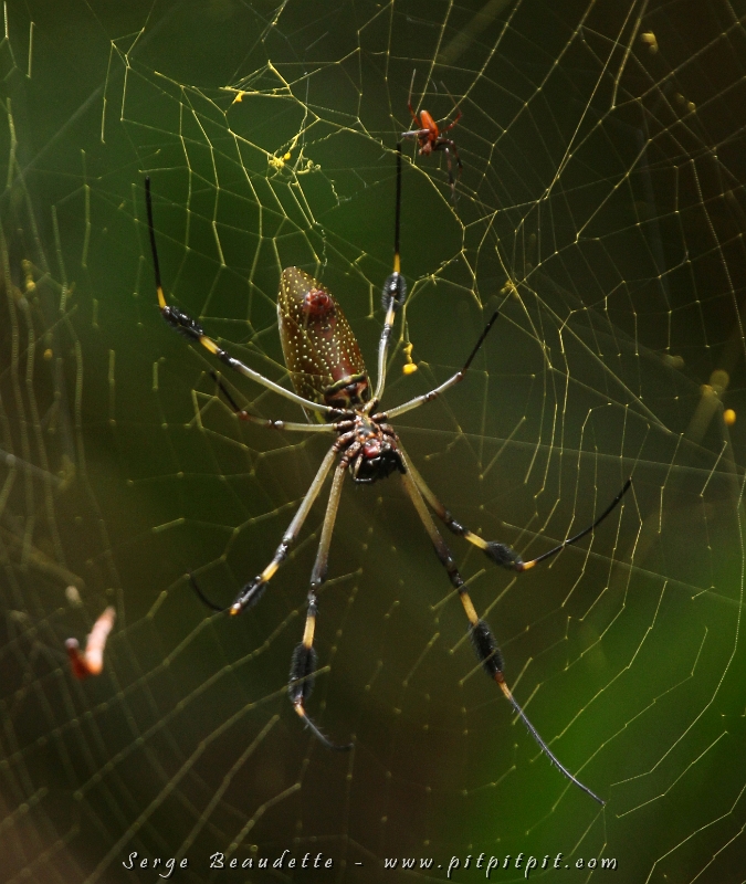...Suite du cours de sexualité tropicale... La femelle araignée, c'est celle qui vous saute aux yeux... le mâle, c'est le petit rouge que vous voyez juste au dessus d'elle...! Et c'est vrai!