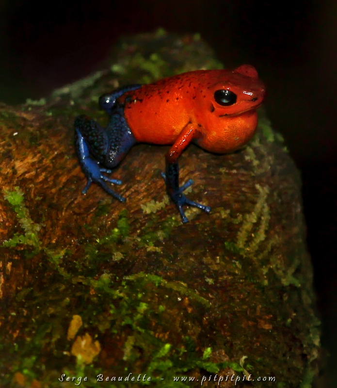 ...Une rainette grosse comme l'ongle de mon pouce, la Dendrobate fraise ("Blue-jeans frog" en anglais!) parsème le sous-bois! Je l'ai vu et photographié au moment où elle chantait, pour la première fois!