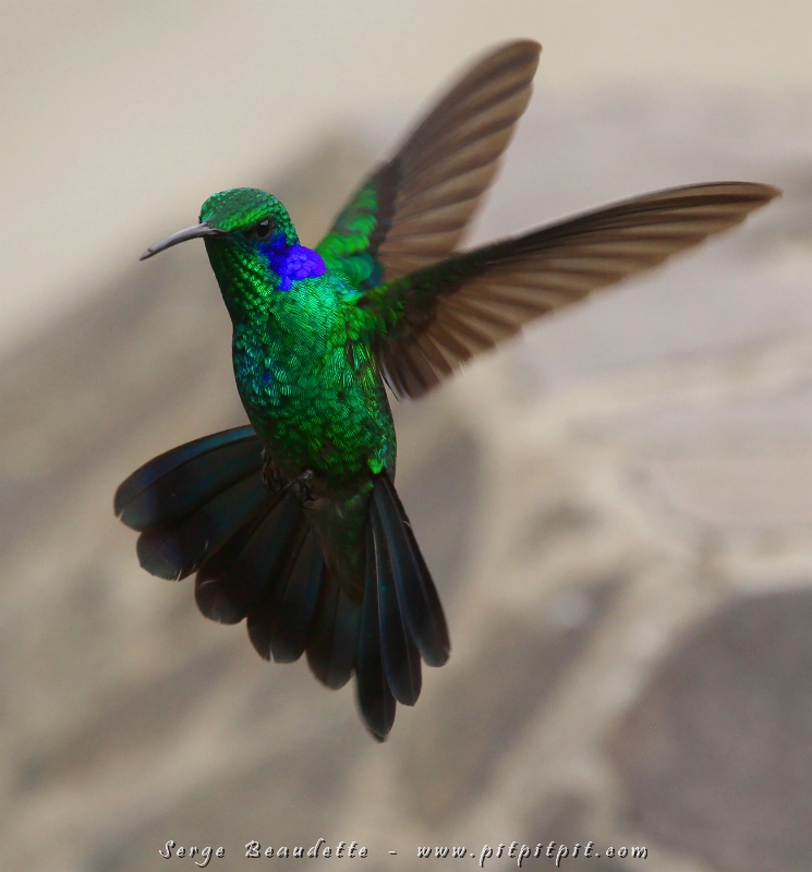 Le Colibri Thalassin est sans doue le colibri que j'aime le plus photographier en vol! C'est celui qui, à ma connaissance, a le plus de personnalité! Toujours àse chamailler, en duel, en acrobatie! Défi de photo supplémentaire... 