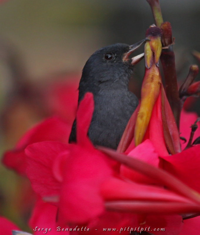 Comme son nom l'indique (Perce-fleur ardoisé), cet oiseau a spécialisé sa technique d'alimentation à partir de celle des colibris... Il boit le nectar des fleurs mais plutôt que de voler sur place et d'entrer son bec dans la fleur, il passe par la porte d'à côté, en se tenant sur la tige et  en perçant la base de la corolle des fleurs avant d'y déguster son jus sucré!